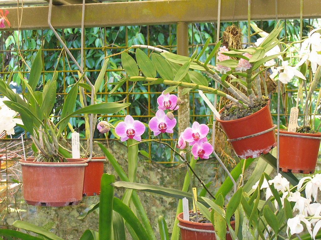 CairnsTC047 Jardin Botanique 047.jpg